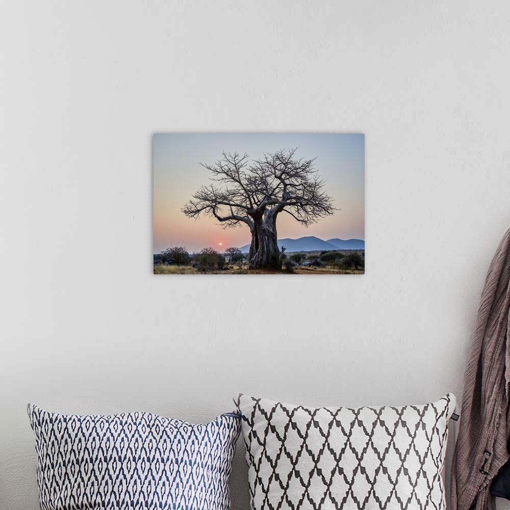 A bohemian room featuring Baobab at sunrise, Ruaha National Park, Tanzania