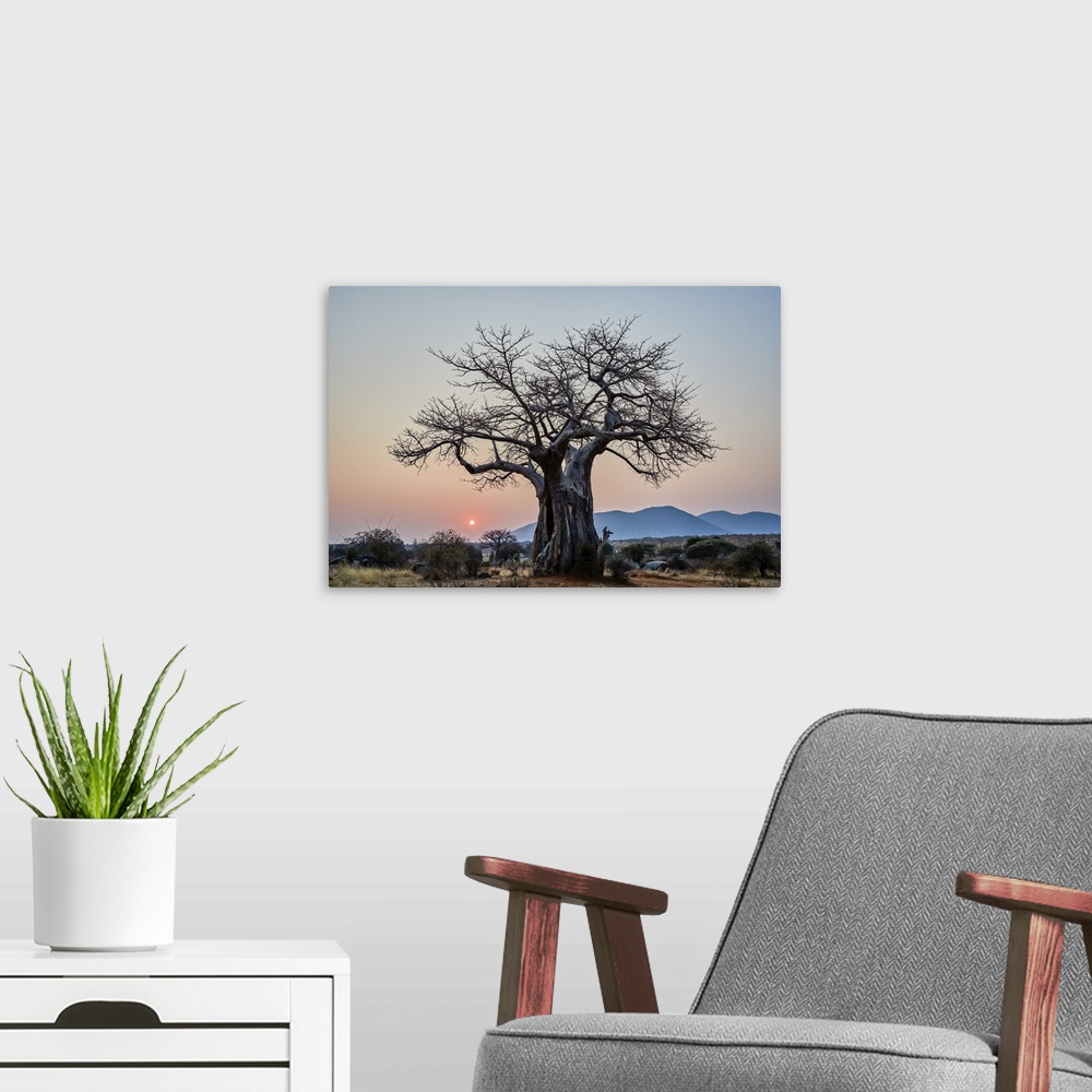 A modern room featuring Baobab at sunrise, Ruaha National Park, Tanzania