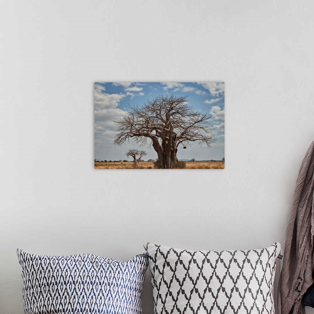 A bohemian room featuring Baobab tree, Ruaha National Park, Tanzania