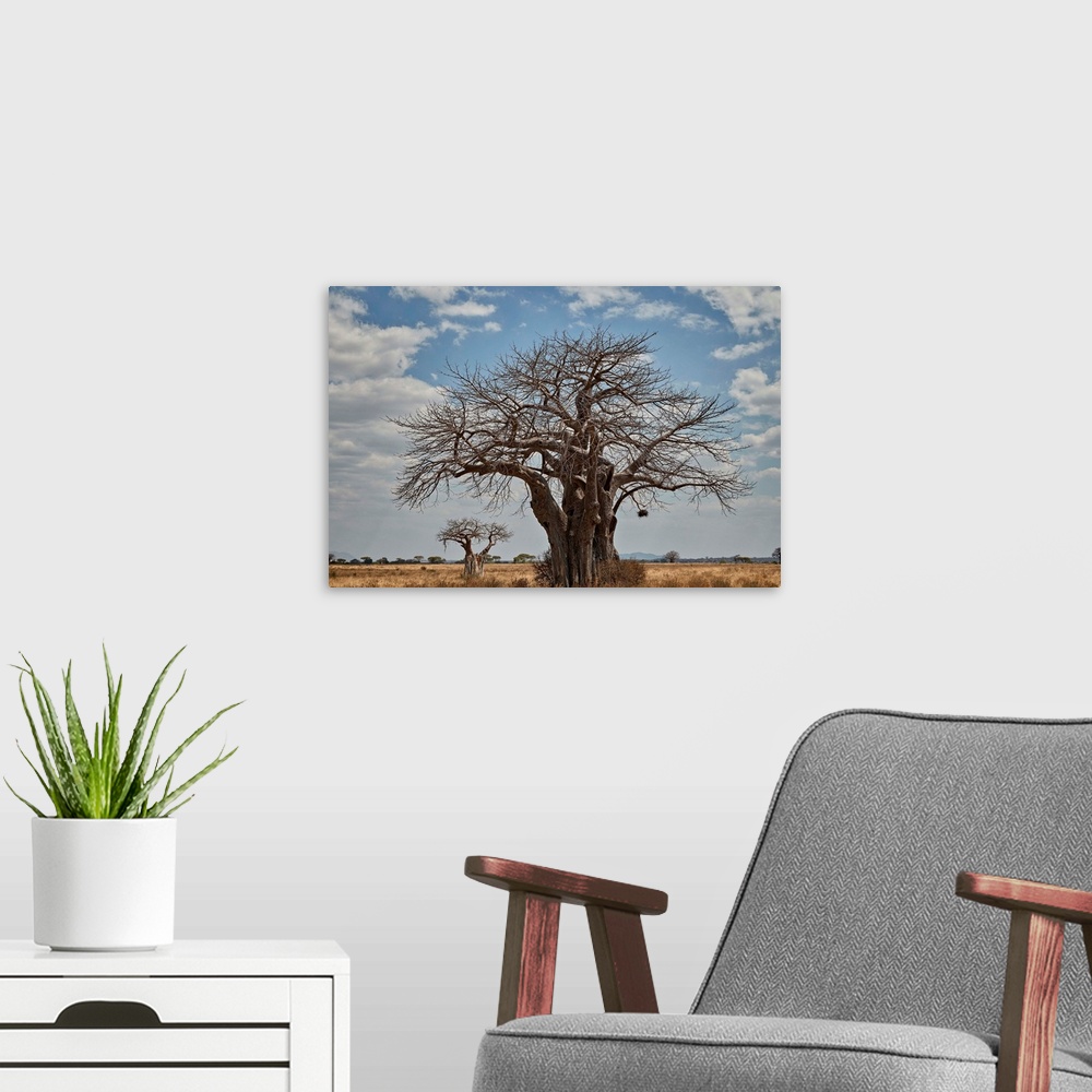 A modern room featuring Baobab tree, Ruaha National Park, Tanzania