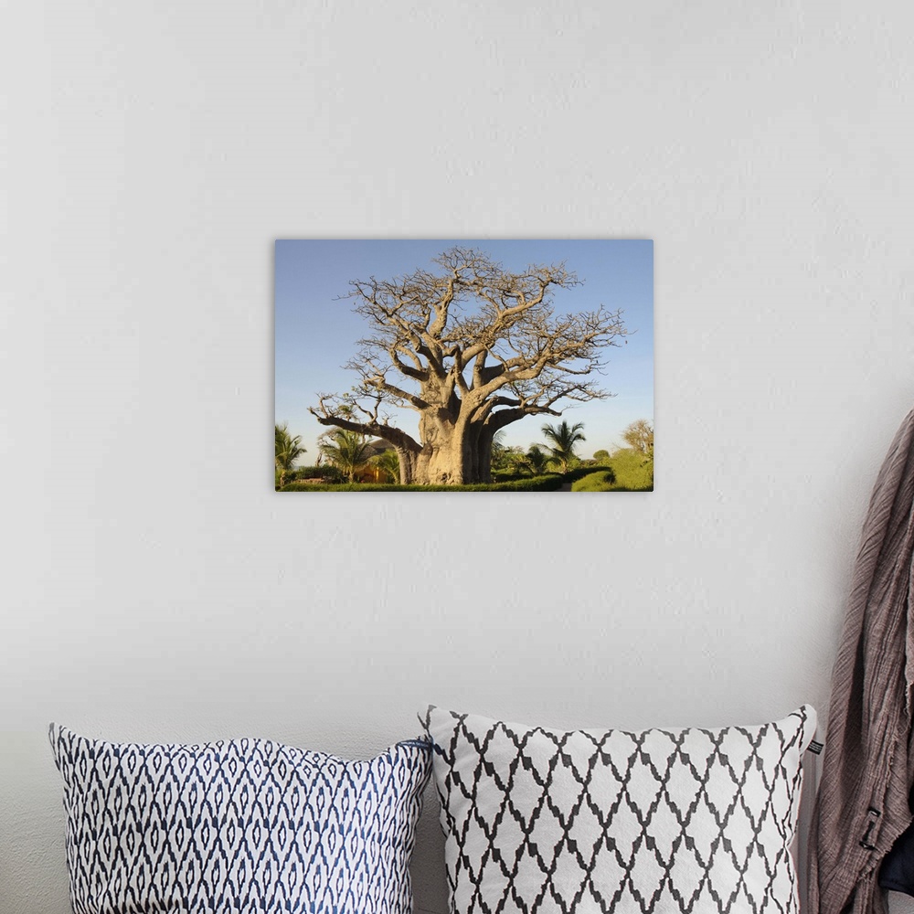 A bohemian room featuring Baobab tree, Sine Saloum Delta, Senegal, West Africa, Africa