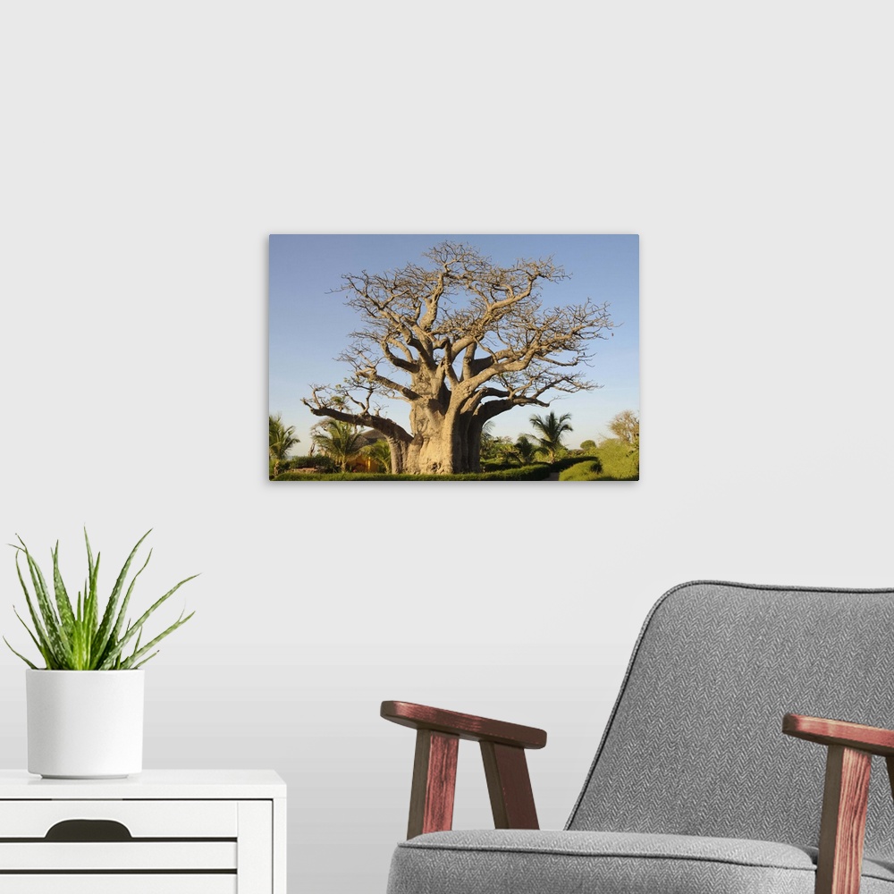 A modern room featuring Baobab tree, Sine Saloum Delta, Senegal, West Africa, Africa
