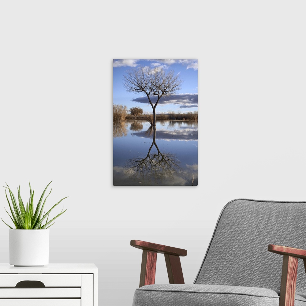 A modern room featuring Bare tree reflected in a floodplain, Bosque del Apache, New Mexico