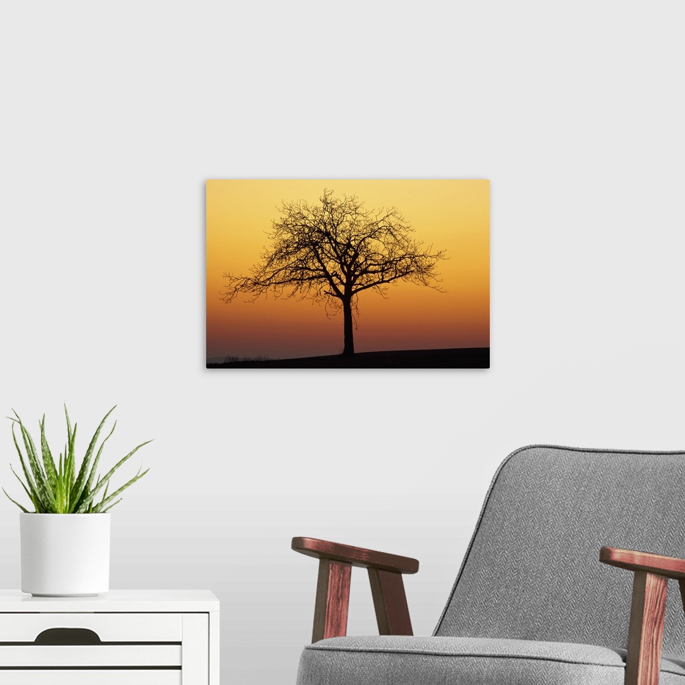 A modern room featuring Bare tree silhouetted at dawn, Dordogne, France, Europe