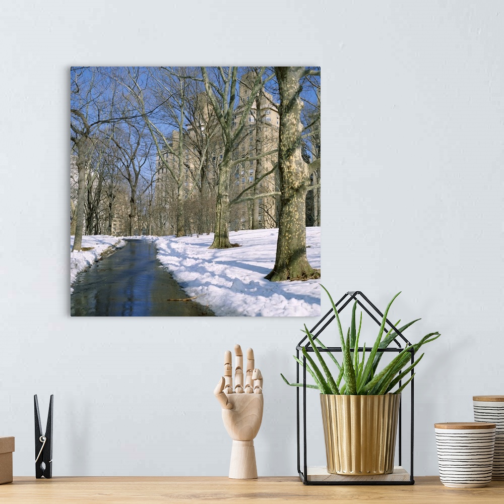A bohemian room featuring Bare trees and snow in winter in Central Park, Manhattan, New York City, NY, USA