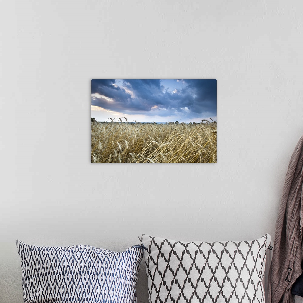 A bohemian room featuring Barley Field (Hordeum vulgare L.) and clouds, near Vienna, Austria, Europe