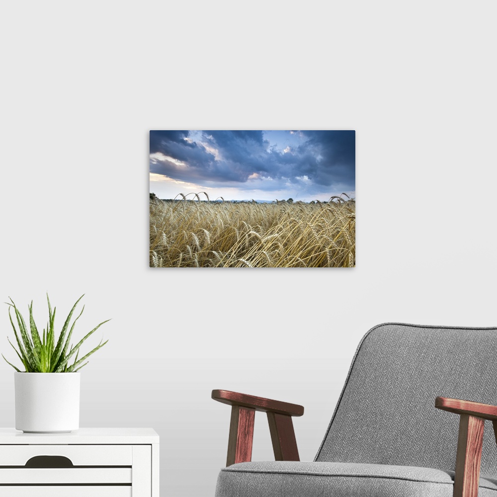 A modern room featuring Barley Field (Hordeum vulgare L.) and clouds, near Vienna, Austria, Europe