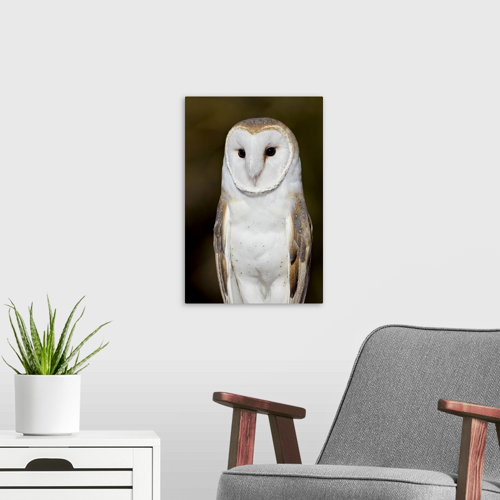 A modern room featuring Barn owl, Arizona Sonora Desert Museum, Tucson, Arizona