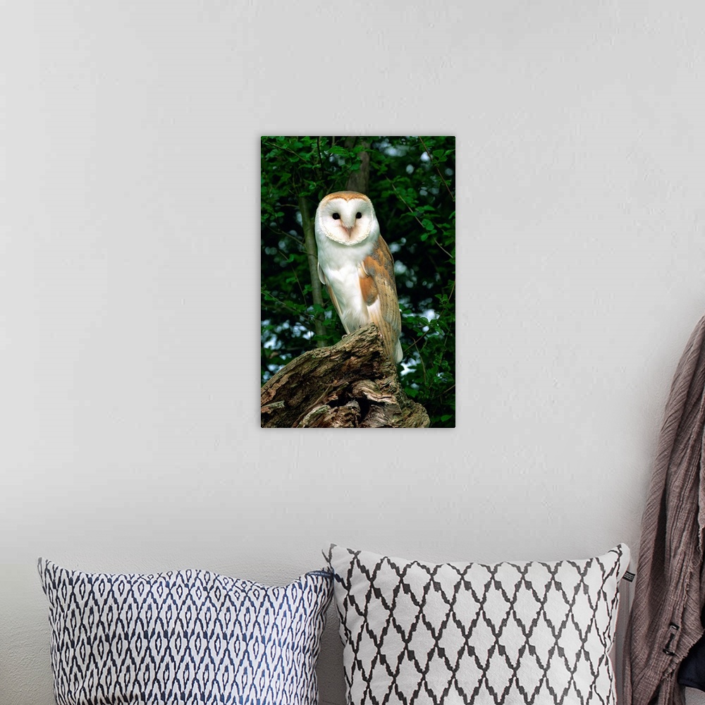 A bohemian room featuring Barn owl, Warwickshire, England, United Kingdom, Europe