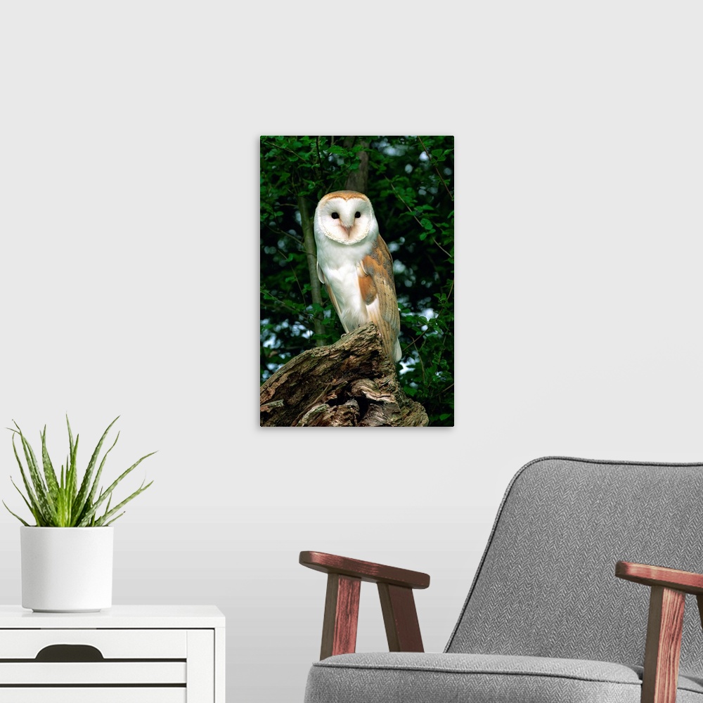 A modern room featuring Barn owl, Warwickshire, England, United Kingdom, Europe