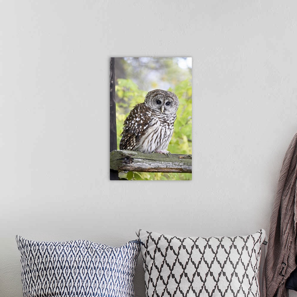 A bohemian room featuring Barred owl on fence, in captivity, Boulder County, Colorado