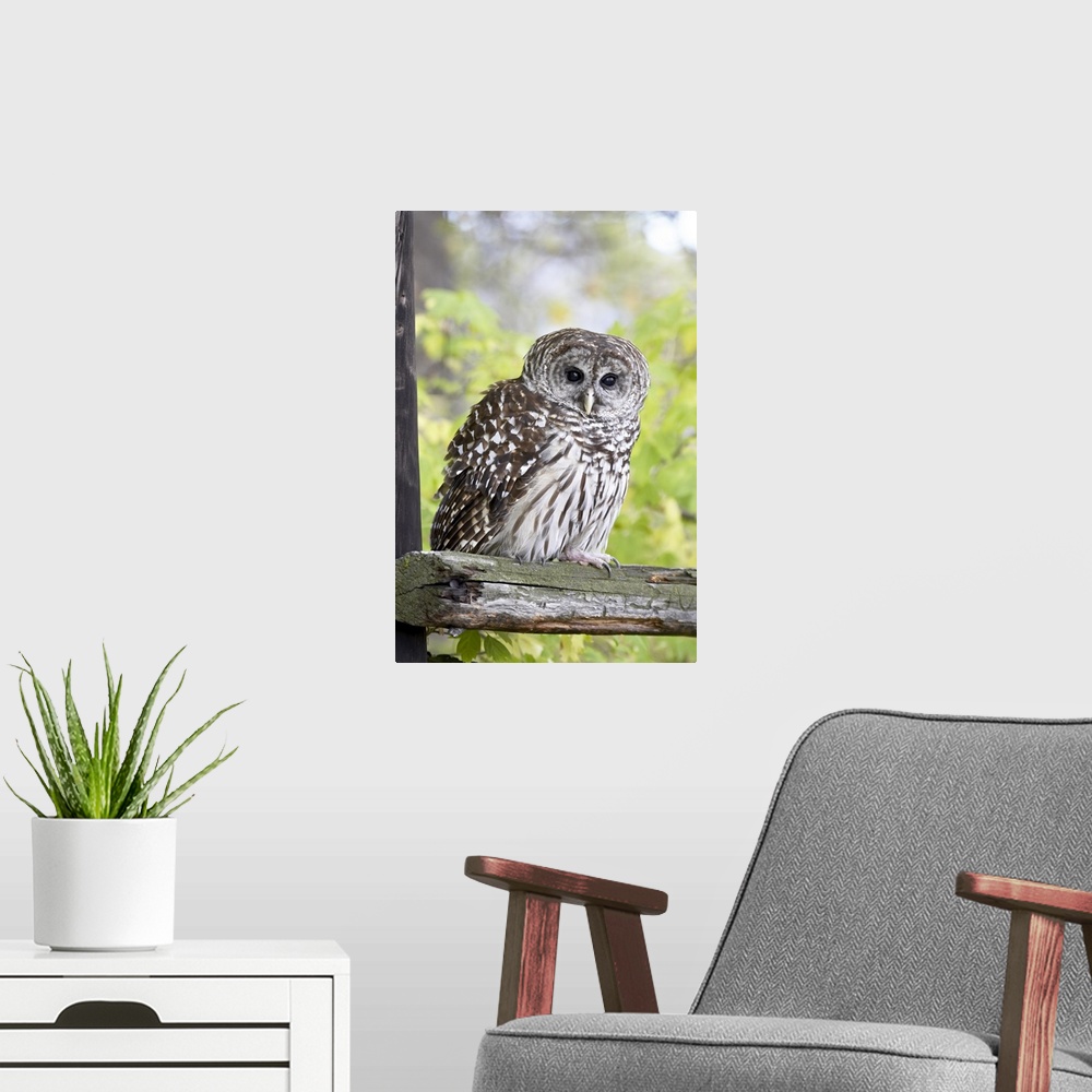 A modern room featuring Barred owl on fence, in captivity, Boulder County, Colorado