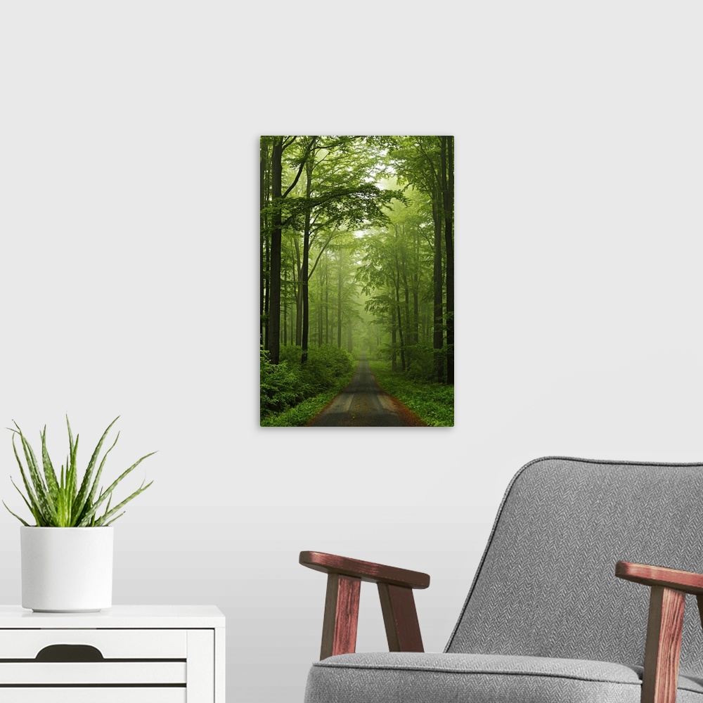 A modern room featuring Beech forest, Erzgebirge, Saxony, Germany, Europe.
