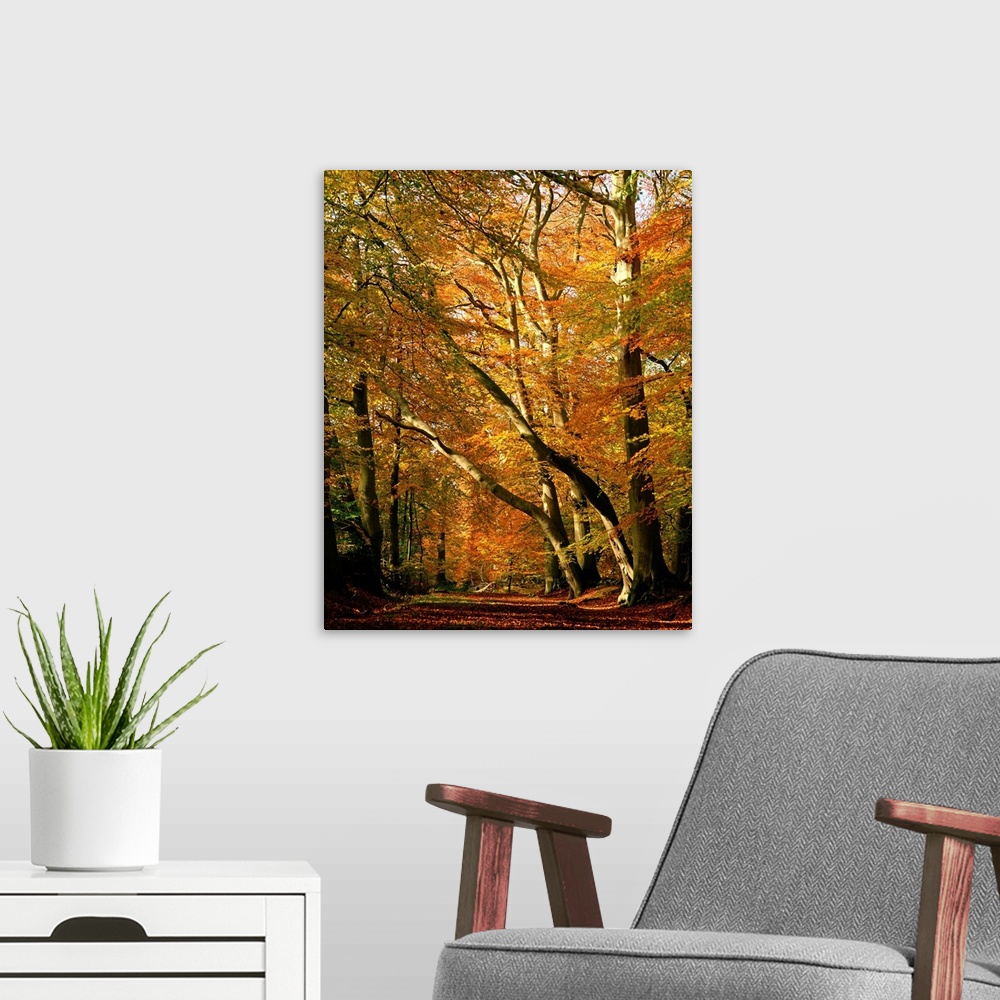 A modern room featuring Beech trees in autumn foliage, Buckinghamshire, England, UK
