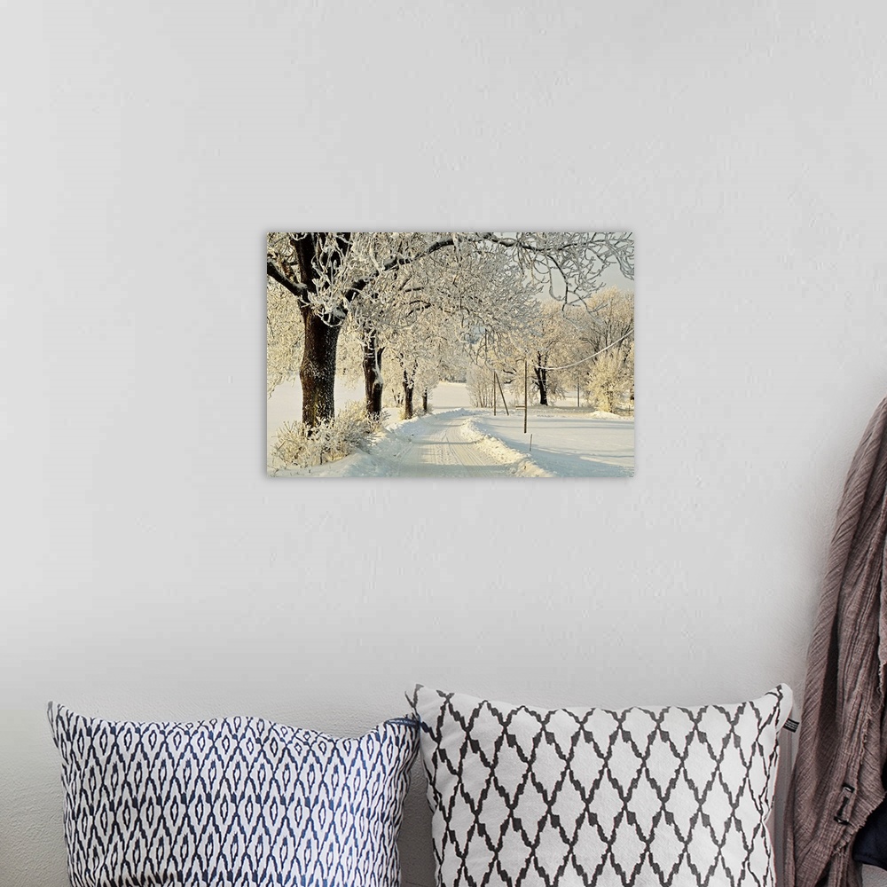 A bohemian room featuring Beech trees with hoar frost, Baden-Wurttemberg, Germany, Europe