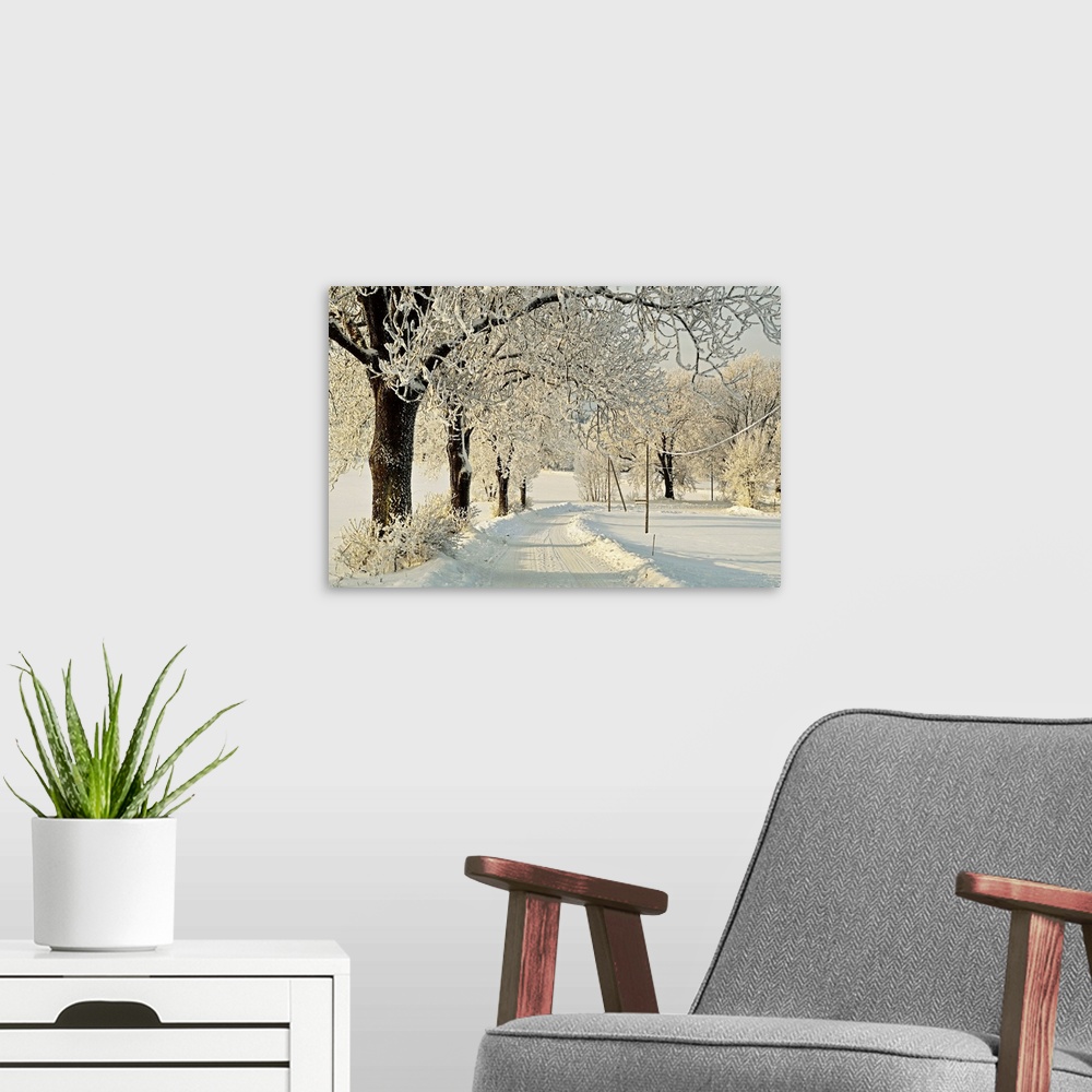 A modern room featuring Beech trees with hoar frost, Baden-Wurttemberg, Germany, Europe