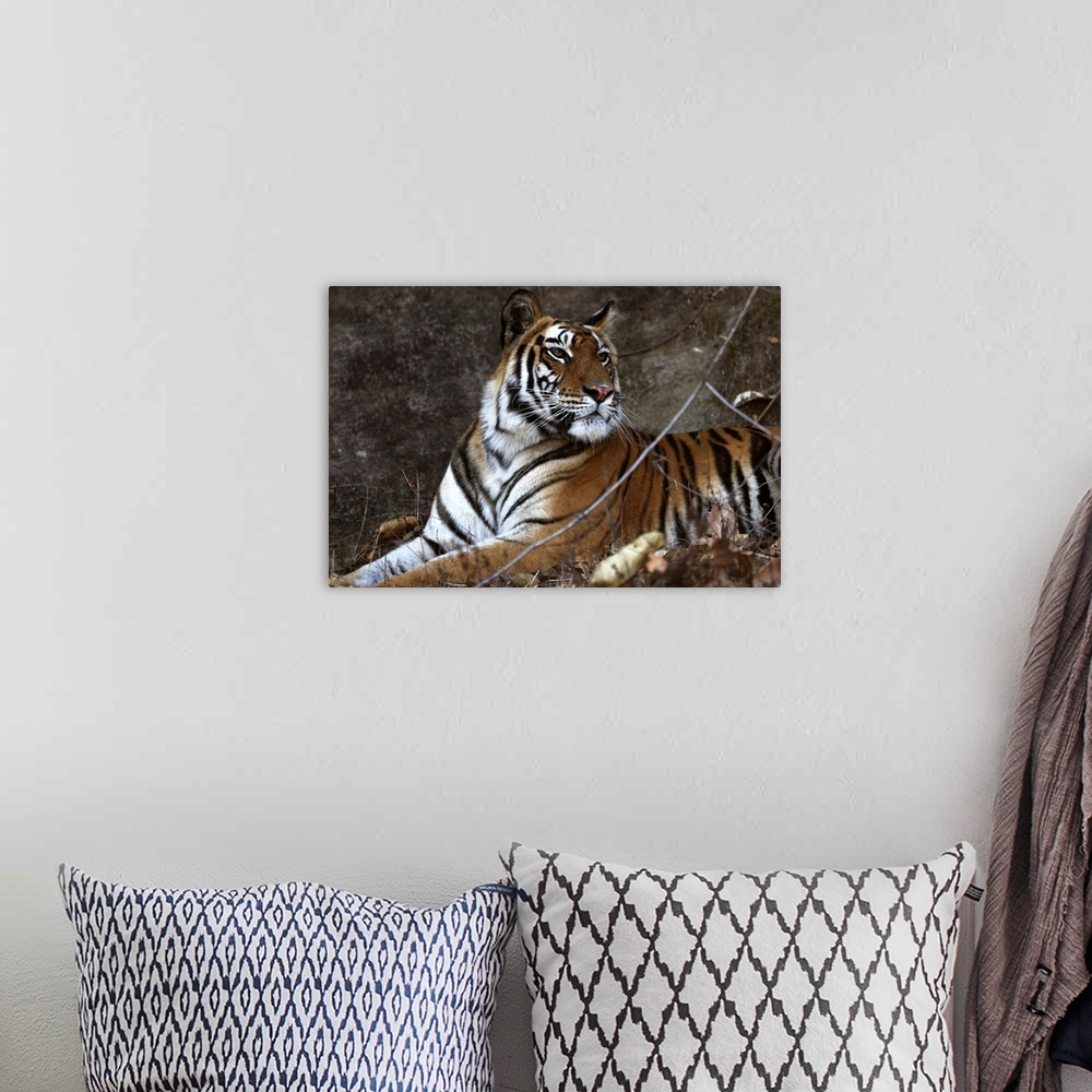 A bohemian room featuring Bengal tiger, Bandhavgarh National Park, Madhya Pradesh, India