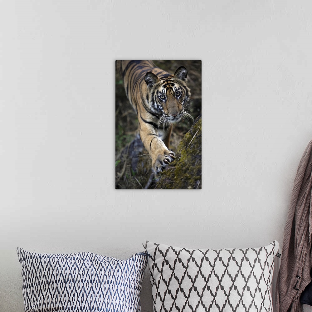 A bohemian room featuring Bengal Tiger (Panthera tigris tigris) wild male cub, critically endangered. Bandhavgarh Tiger Res...