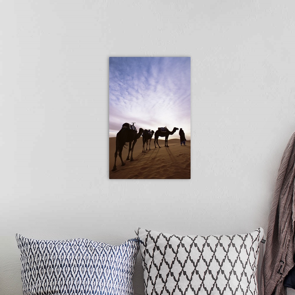 A bohemian room featuring Berber camel leader with three camels in Erg Chebbi sand sea, Sahara Desert, Morocco