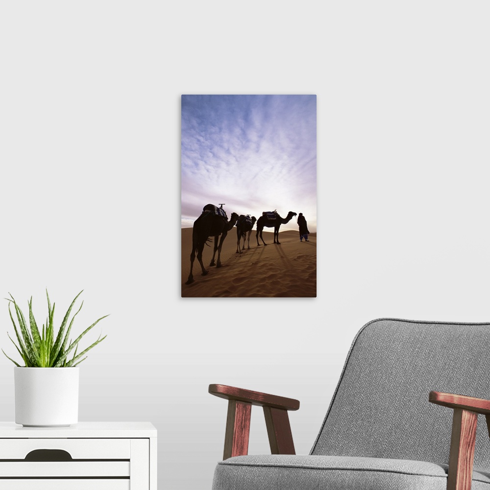 A modern room featuring Berber camel leader with three camels in Erg Chebbi sand sea, Sahara Desert, Morocco