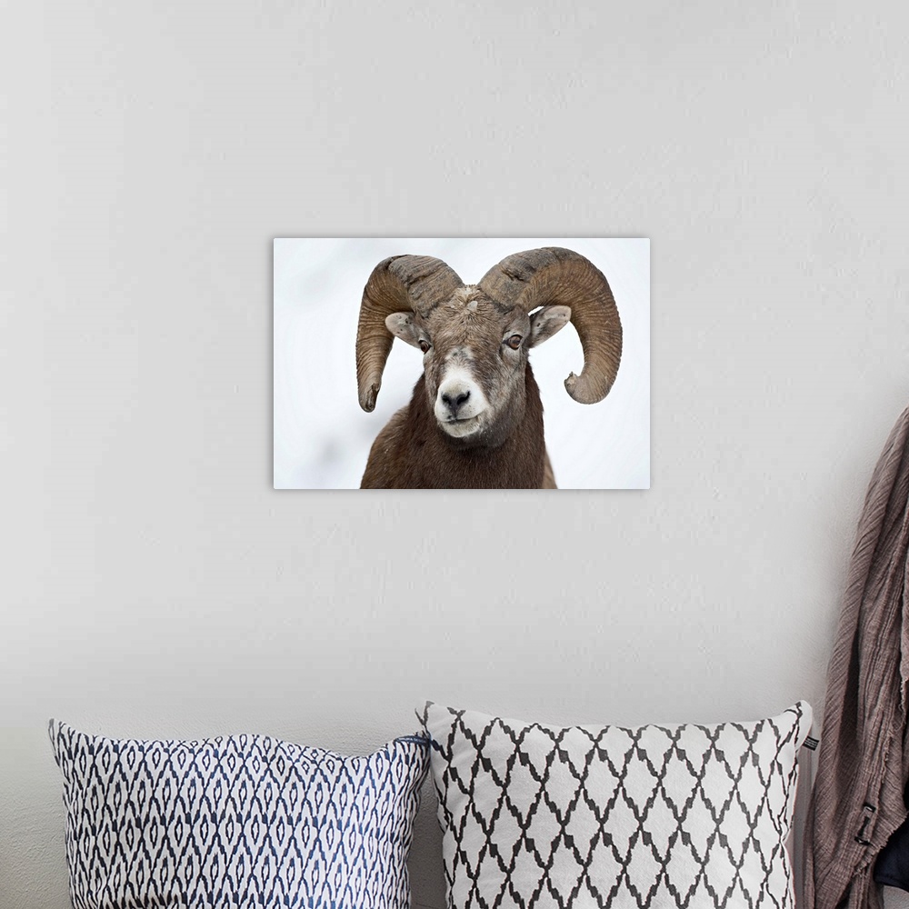 A bohemian room featuring Bighorn sheep ram in the snow, Yellowstone National Park, Wyoming