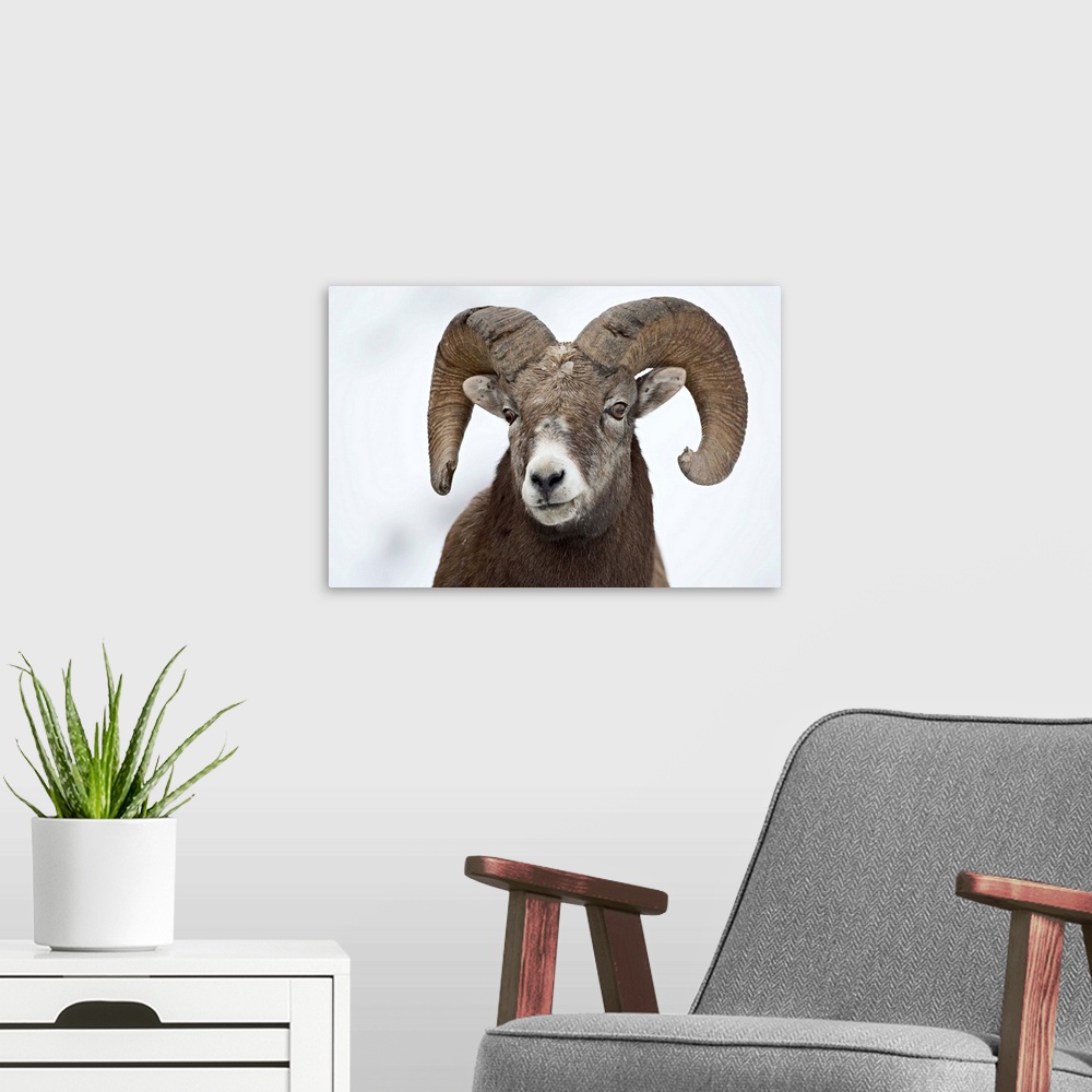 A modern room featuring Bighorn sheep ram in the snow, Yellowstone National Park, Wyoming