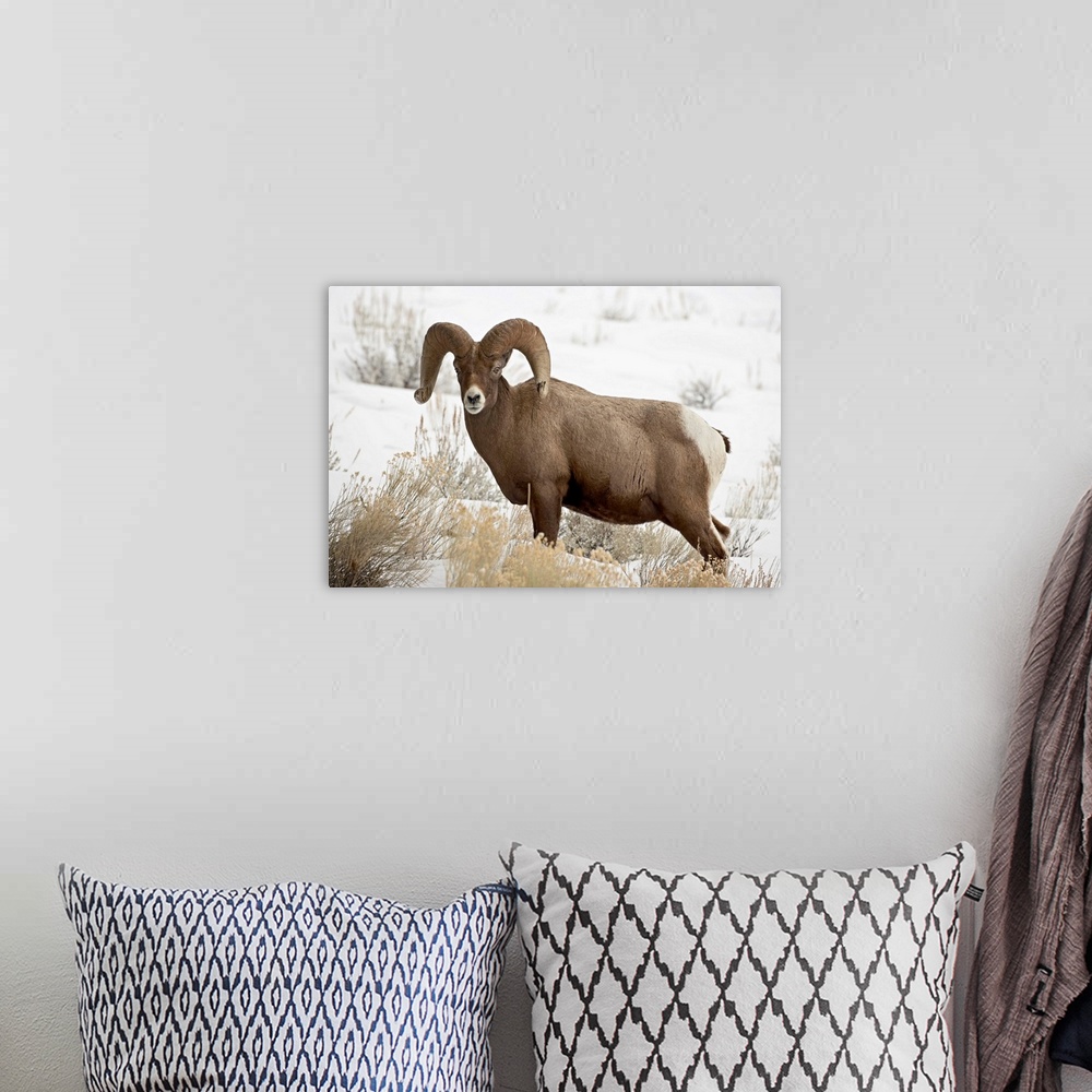 A bohemian room featuring Bighorn sheep ram in the snow, Yellowstone National Park, Wyoming