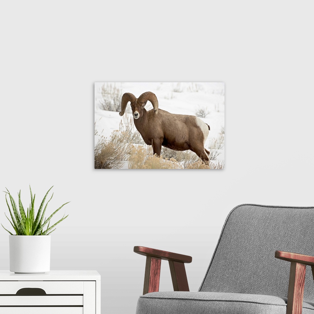 A modern room featuring Bighorn sheep ram in the snow, Yellowstone National Park, Wyoming