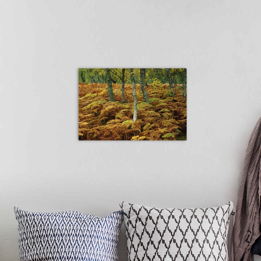 A bohemian room featuring Birch trees and bracken in autumn, Glen Strathfarrar, Scotland
