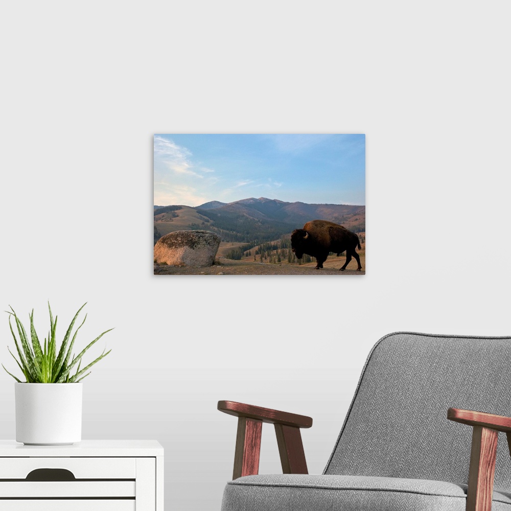 A modern room featuring Bison and Mount Washburn in early morning light, Yellowstone National Park, Wyoming