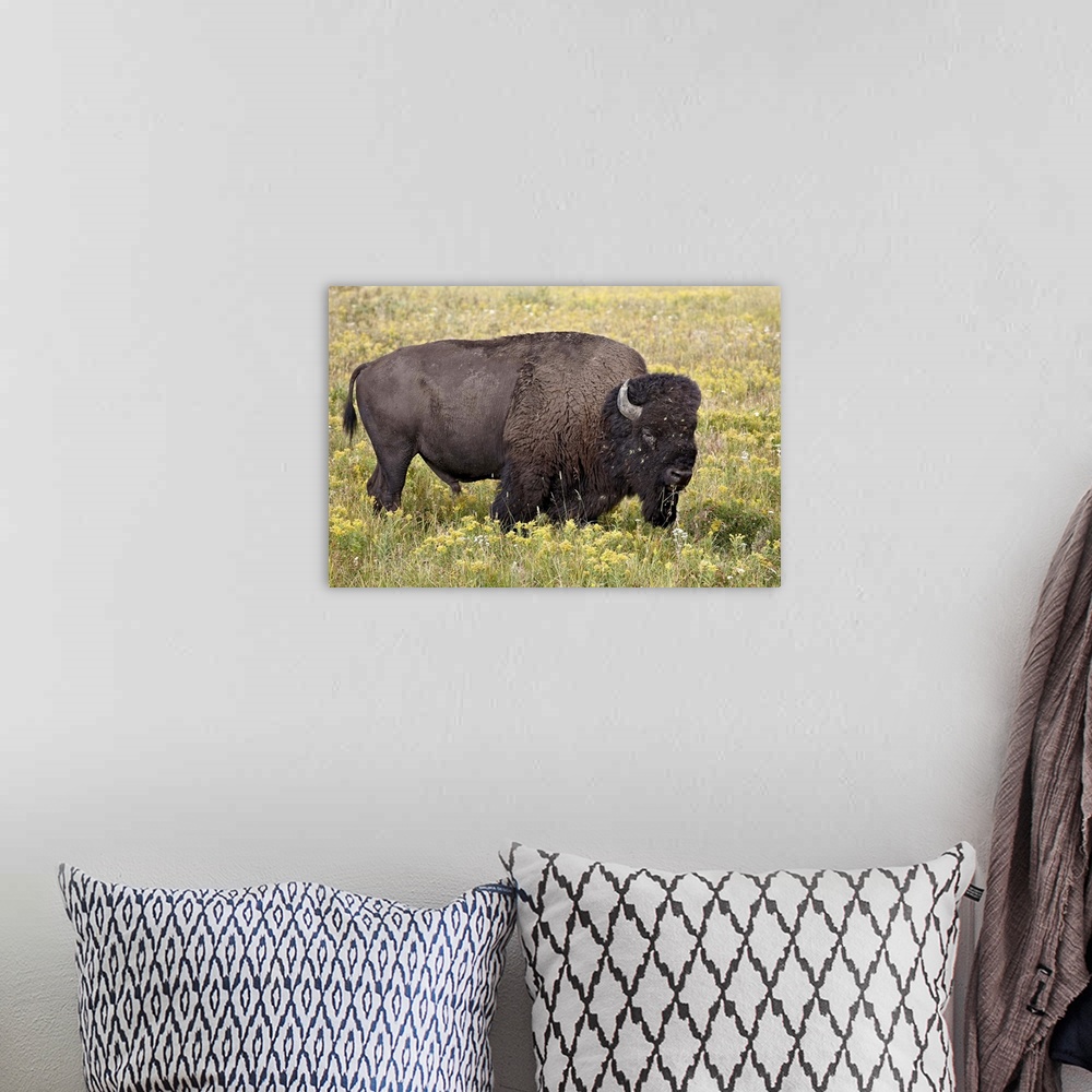 A bohemian room featuring Bison bull among yellow wildflowers, Yellowstone National Park, Wyoming
