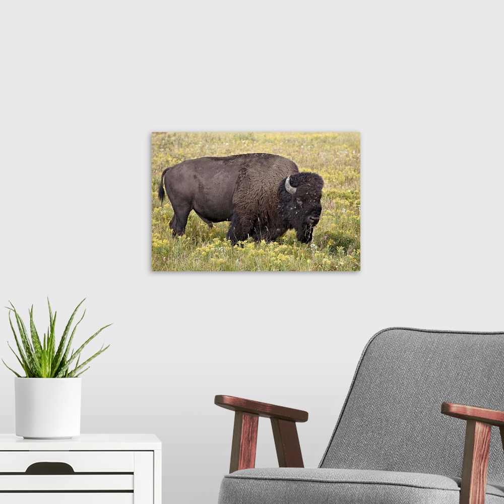 A modern room featuring Bison bull among yellow wildflowers, Yellowstone National Park, Wyoming