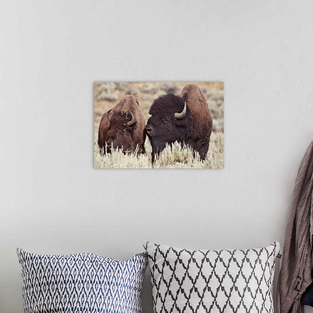 A bohemian room featuring Bison bull and cow, Yellowstone National Park, Wyoming
