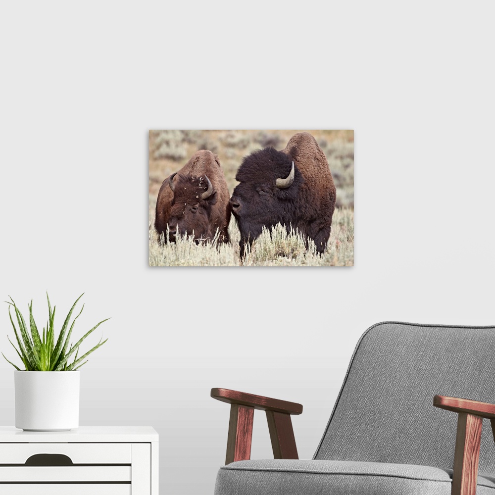 A modern room featuring Bison bull and cow, Yellowstone National Park, Wyoming