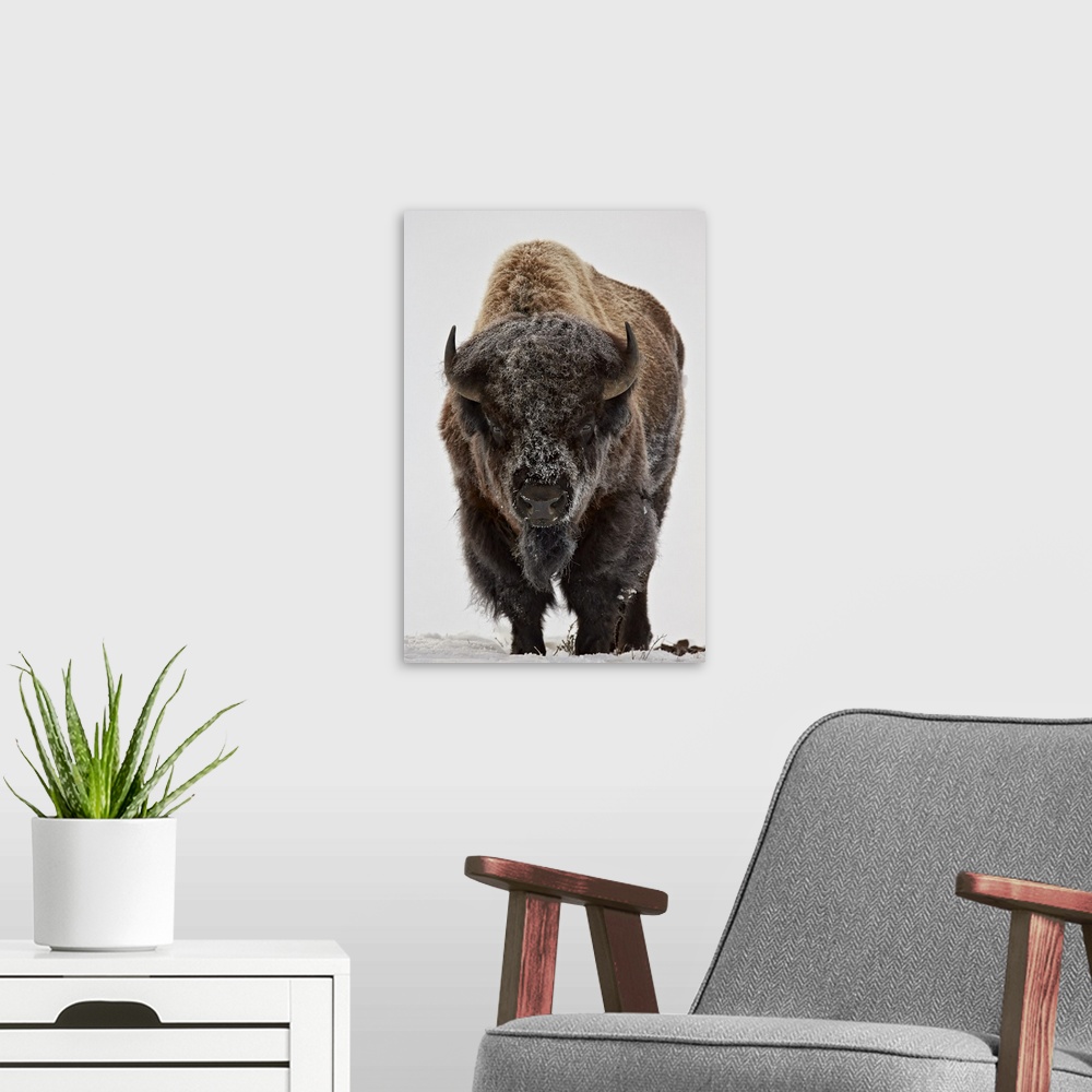 A modern room featuring Bison (Bison bison) bull covered with frost in the winter, Yellowstone National Park, Wyoming, Un...