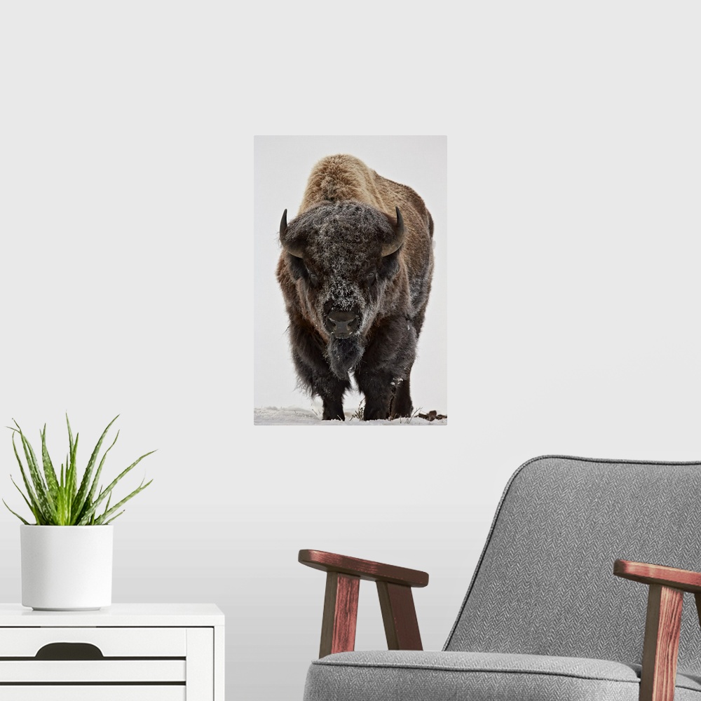 A modern room featuring Bison (Bison bison) bull covered with frost in the winter, Yellowstone National Park, Wyoming, Un...