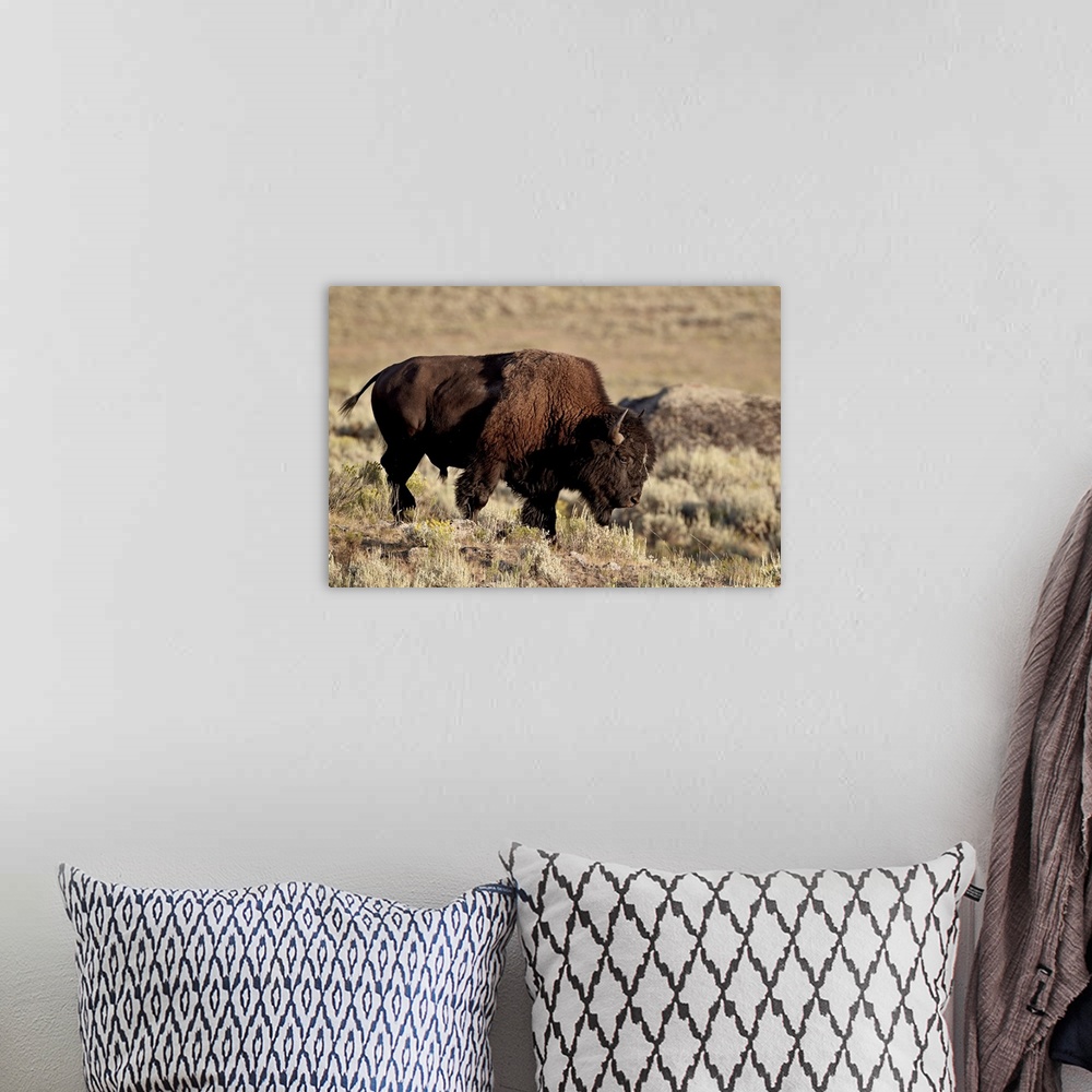 A bohemian room featuring Bison bull, Yellowstone National Park, Wyoming