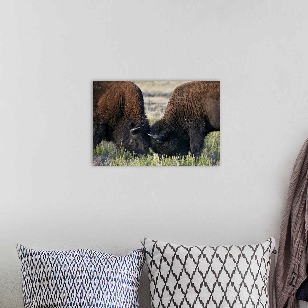 A bohemian room featuring Bison bulls sparring, Custer State Park, South Dakota