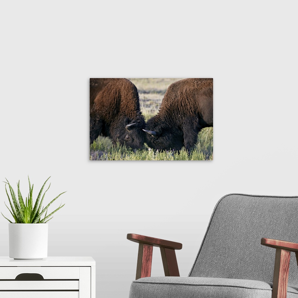 A modern room featuring Bison bulls sparring, Custer State Park, South Dakota