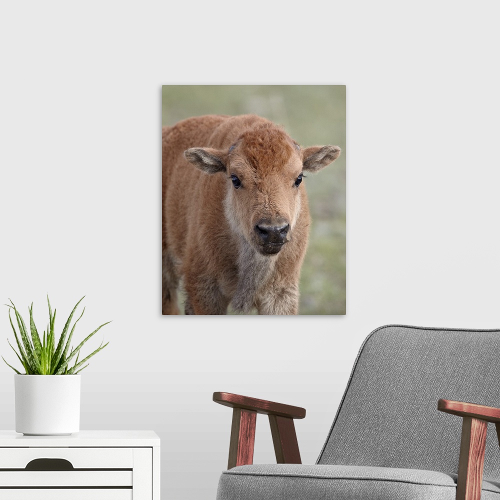 A modern room featuring Bison calf, Yellowstone National Park, Wyoming, United States of America