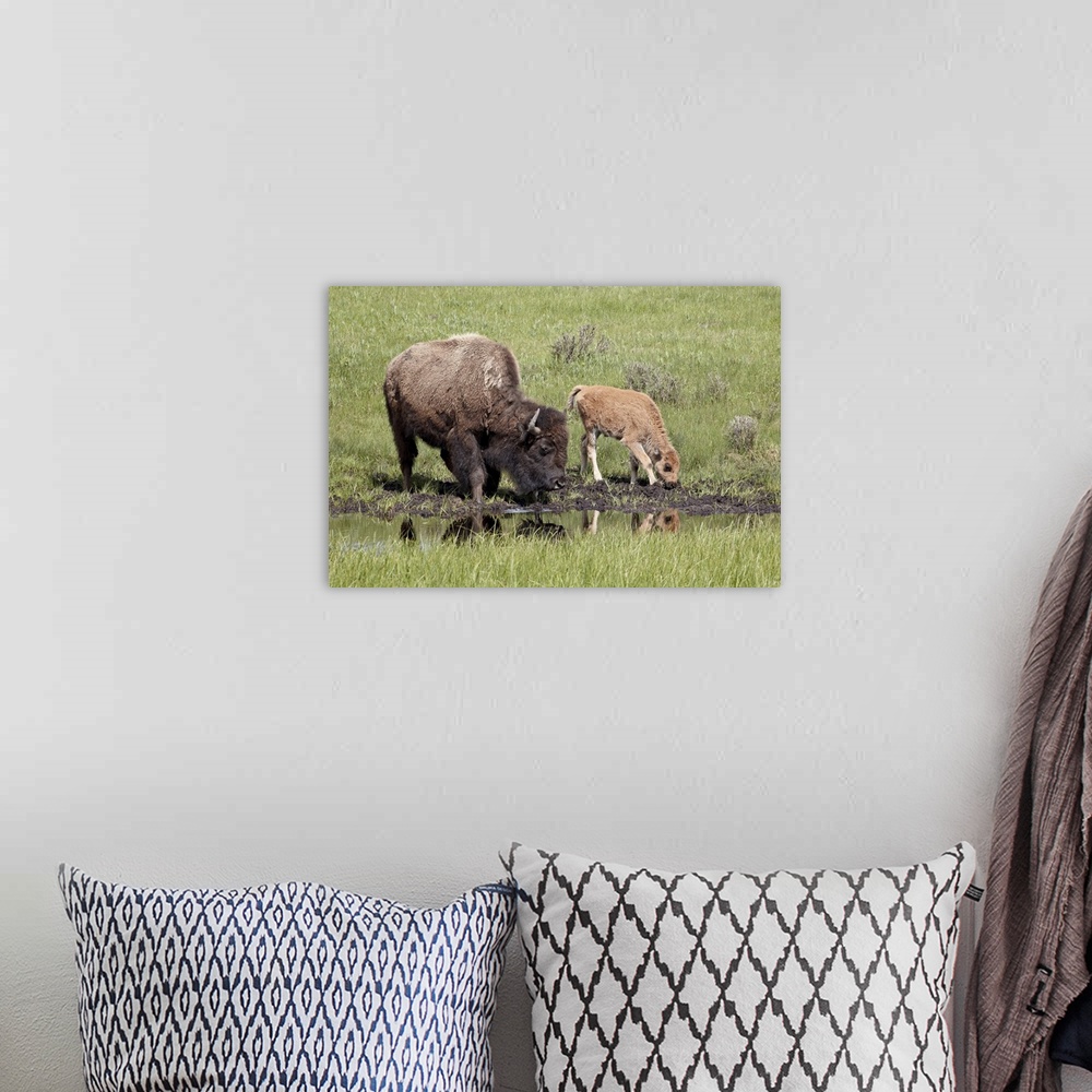 A bohemian room featuring Bison, cow and calf drinking, Yellowstone National Park, Wyoming