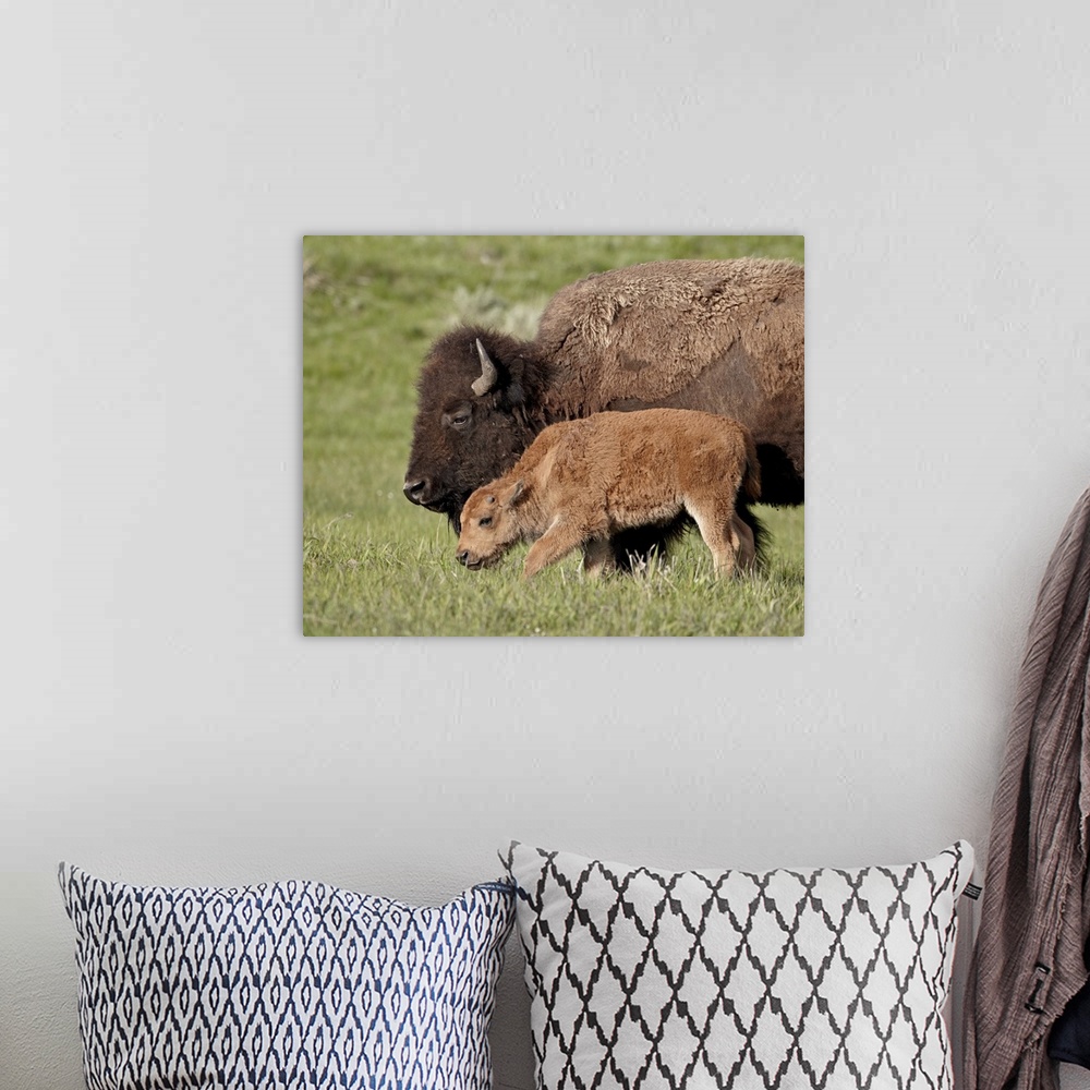 A bohemian room featuring Bison, cow and calf, Yellowstone National Park, Wyoming