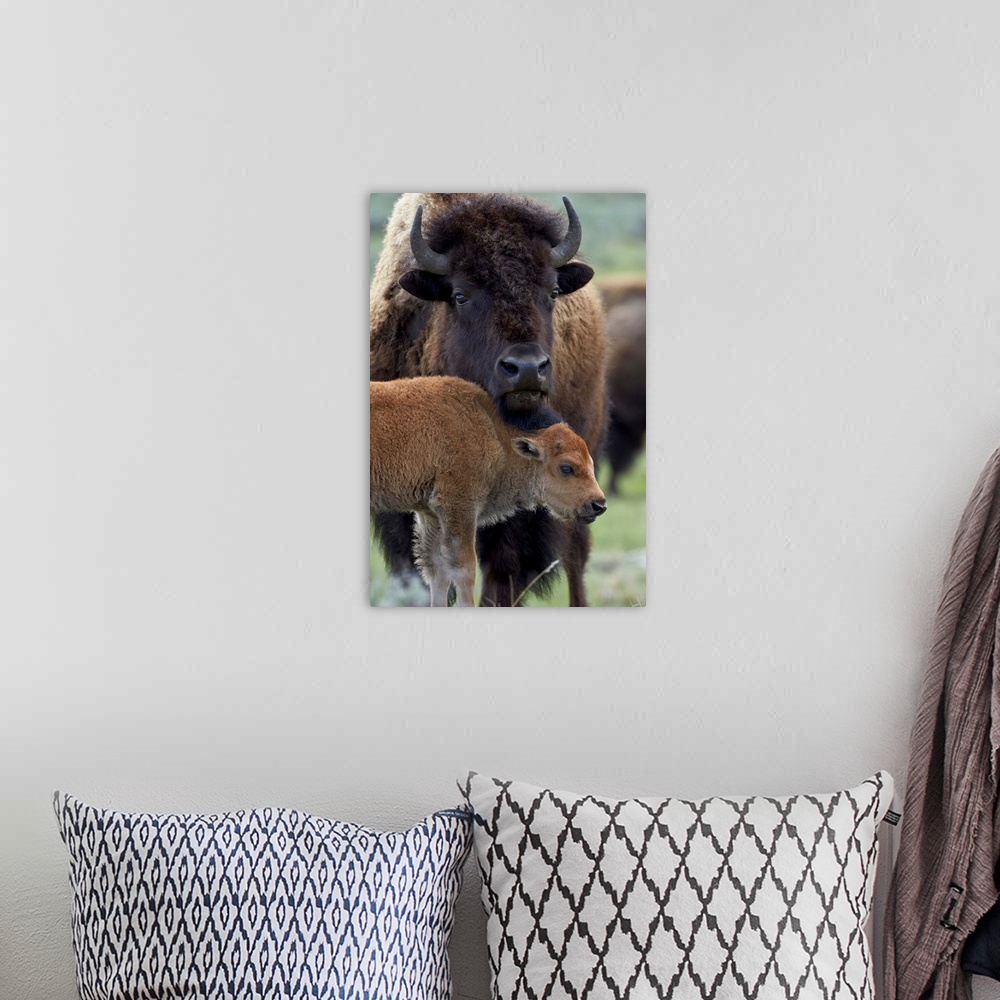 A bohemian room featuring Bison (Bison bison) cow and calf, Yellowstone National Park, Wyoming, United States of America, N...