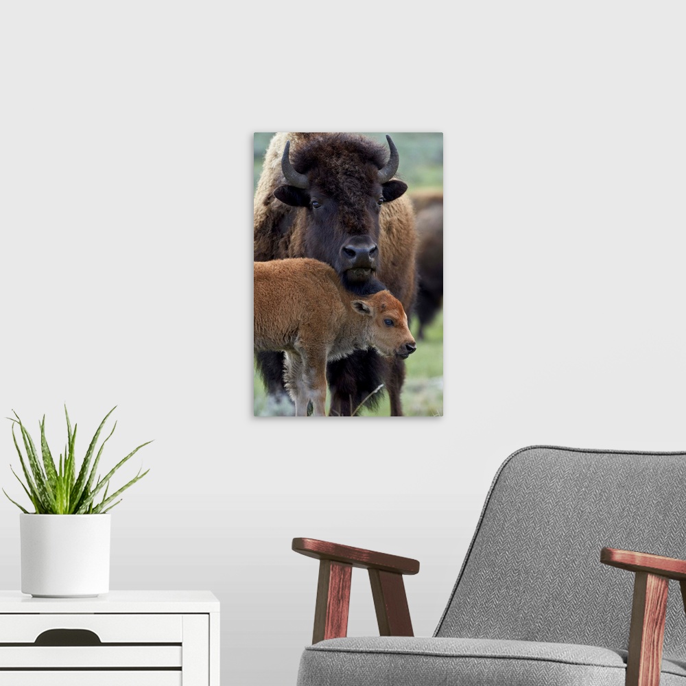 A modern room featuring Bison (Bison bison) cow and calf, Yellowstone National Park, Wyoming, United States of America, N...