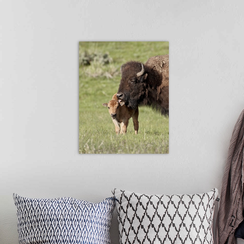 A bohemian room featuring Bison, cow cleaning her calf, Yellowstone National Park, Wyoming