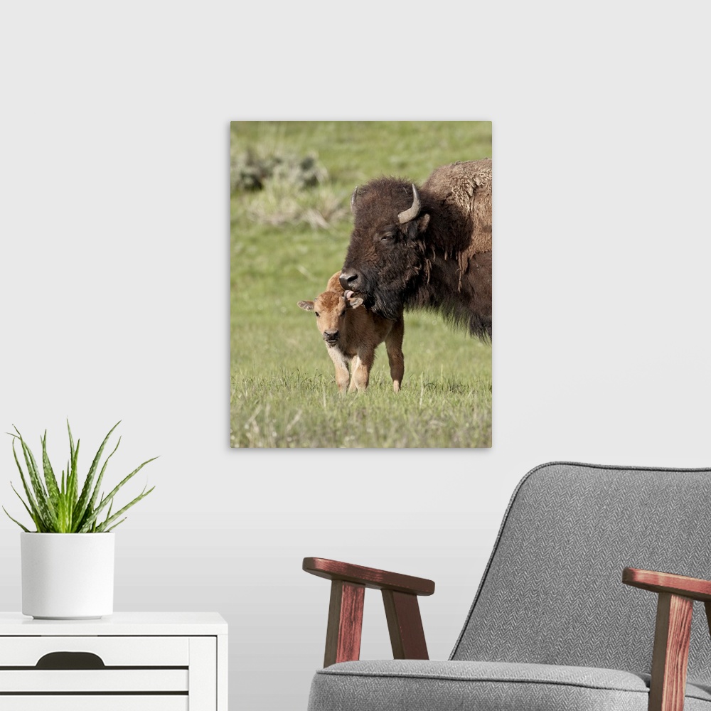 A modern room featuring Bison, cow cleaning her calf, Yellowstone National Park, Wyoming
