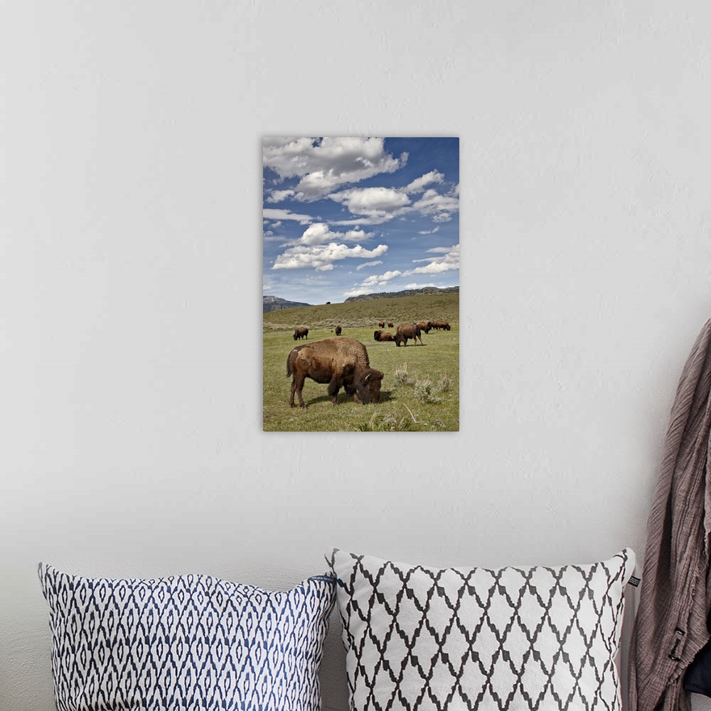 A bohemian room featuring Bison cows grazing, Yellowstone National Park, Wyoming
