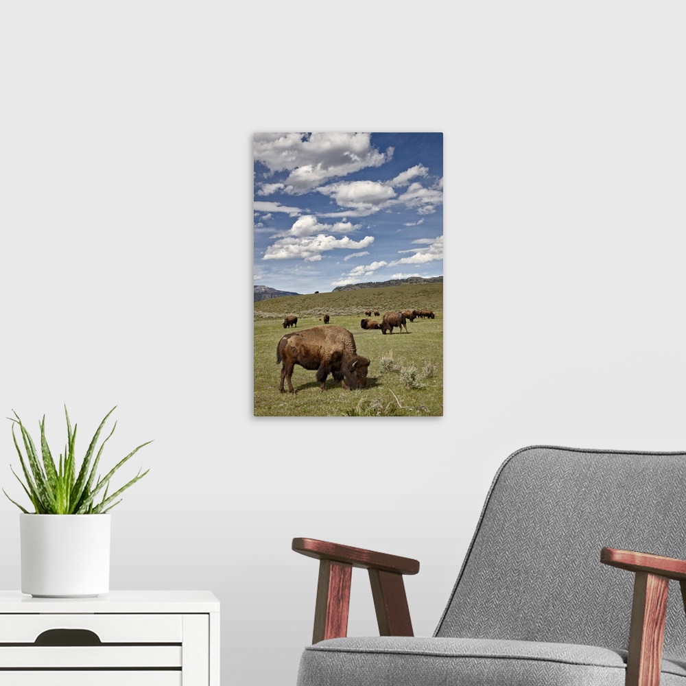 A modern room featuring Bison cows grazing, Yellowstone National Park, Wyoming