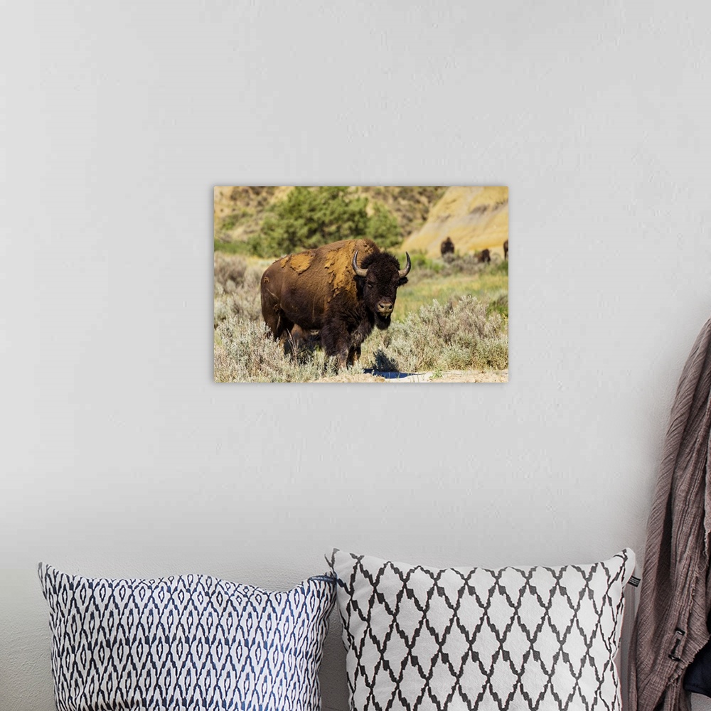 A bohemian room featuring Bison grazing along the Theodore Roosevelt National Park North Unit, North Dakota, United States ...