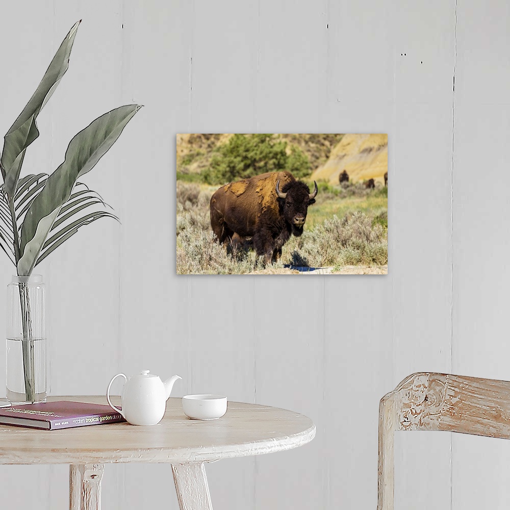 A farmhouse room featuring Bison grazing along the Theodore Roosevelt National Park North Unit, North Dakota, United States ...